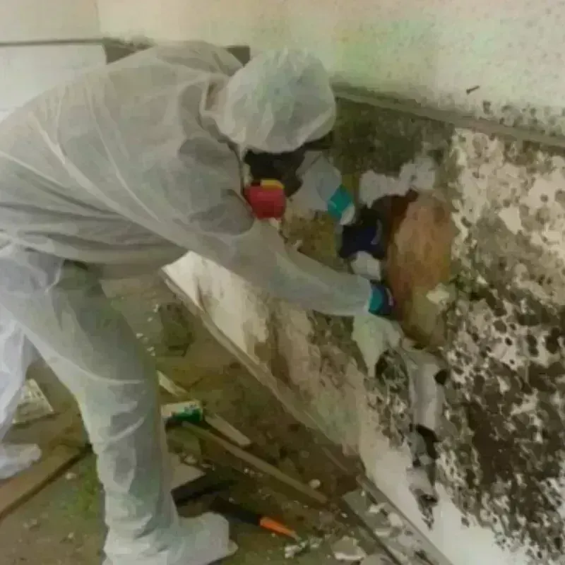 Mold Remediation and Removal in Bedford, VA